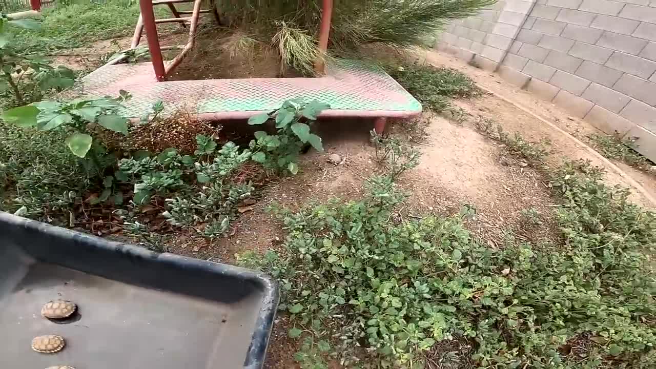 Baby Tortoises Hatching Out of the Ground-13