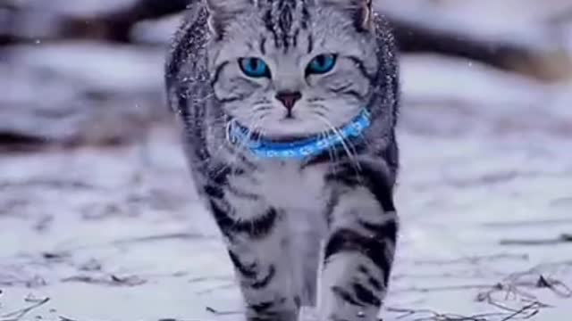 Cute cat and Attitude