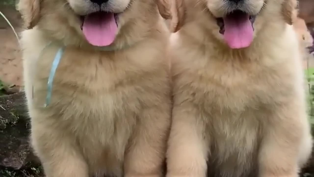 Most Adorable fluffiest Golden Retrievers Puppies 🥰