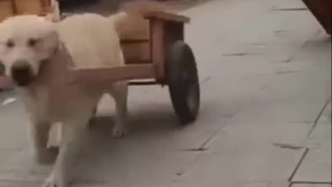 Funny animal 😂