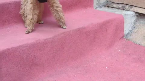 puppy