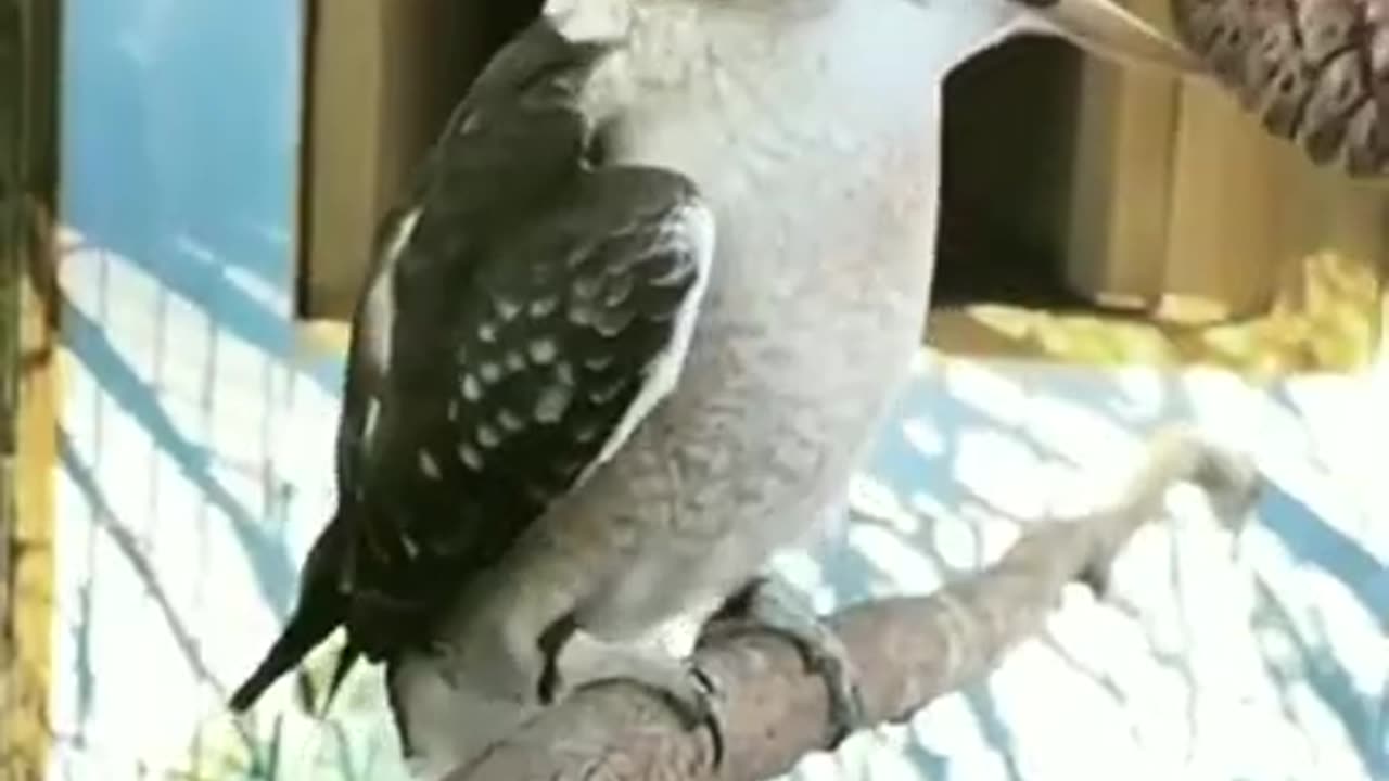 Amazing adventures of the bird #shorts #viral #shortsvideo #video