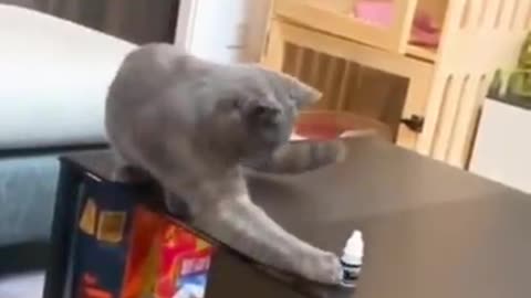 Smart cat