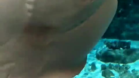 Amazing underwater footage