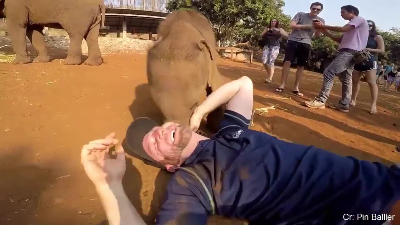 Animals having Fun with people!!