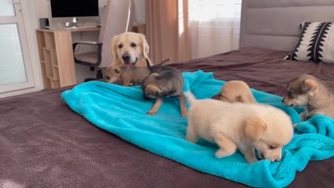 Golden Retriever Meets Puppies for the First Time