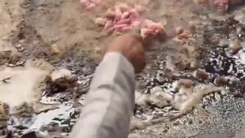 Takht Bhai export quality kebab cooking full process