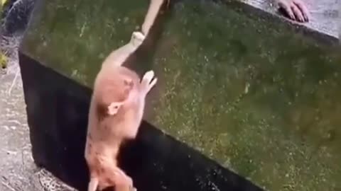 Best Funny Animal Videos try not to laugh 🤣 🤣 #reels #animals