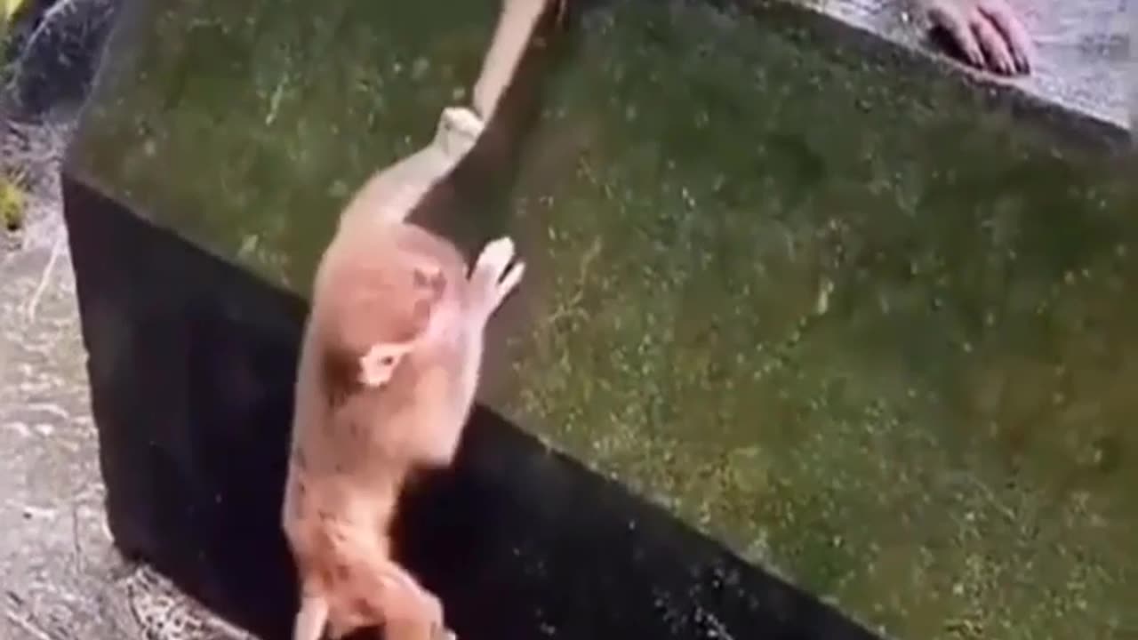 Best Funny Animal Videos try not to laugh 🤣 🤣 #reels #animals