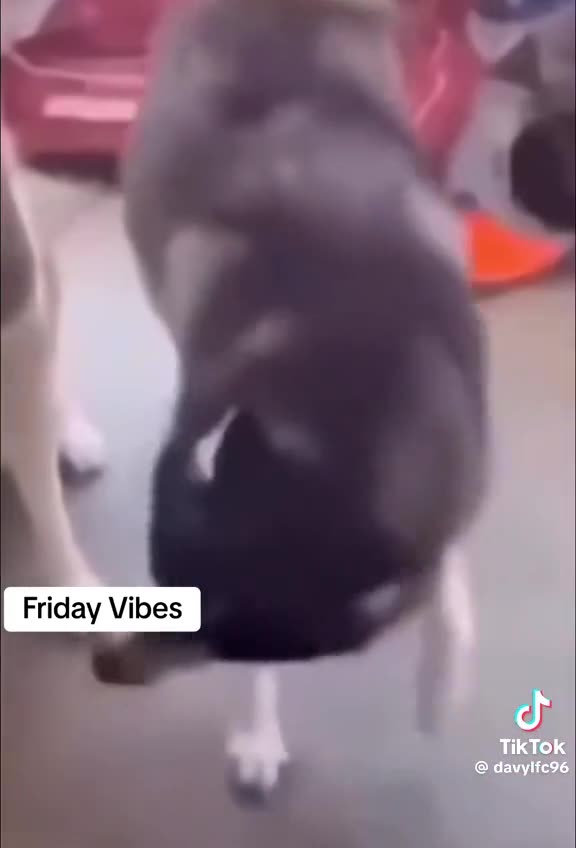 FUNNY DANCING DOG'S 😂