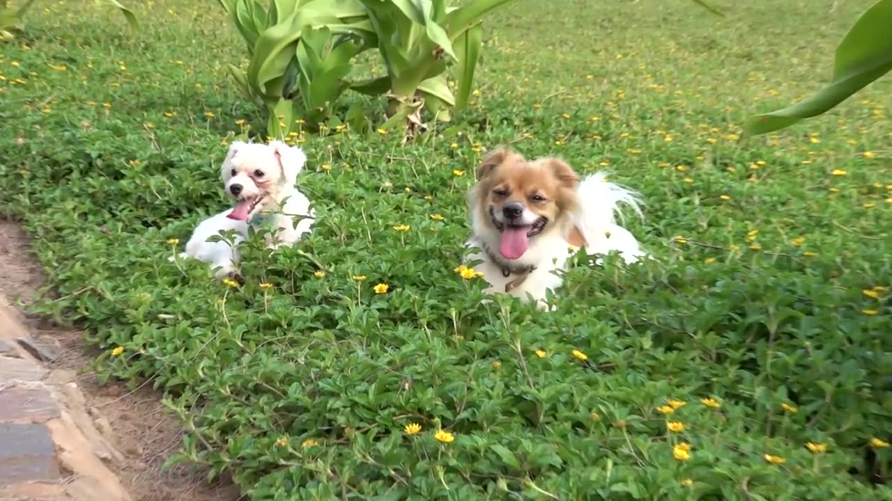 Cute Puppies React When Being Filmed 2 - Cutest Baby Dogs