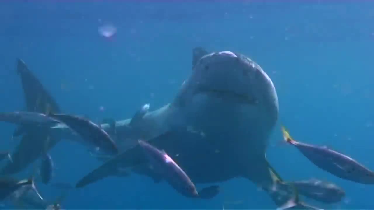 Sharks