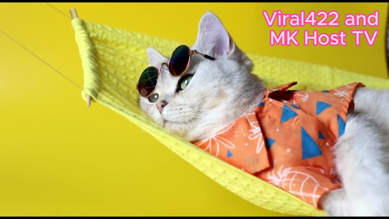 cat dancing original, funny yellow cat dancing original