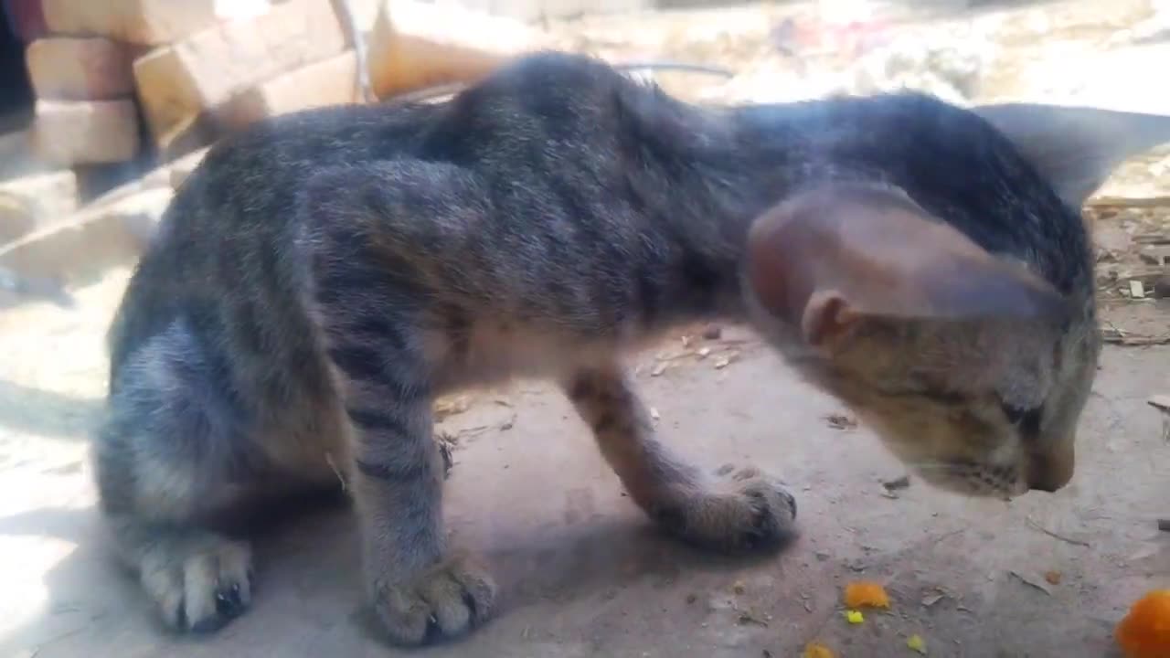 Cute Baby Cat Can_t Eats(720P_HD)