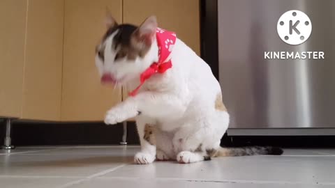 Funny Cat