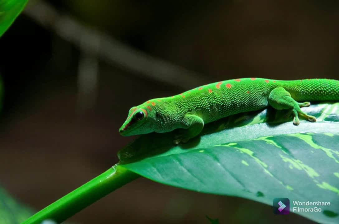 Voice of the lizard🦎🦎🦎 صوت السحليه