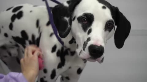 The truth about Dalmatians | Beautiful dog breed