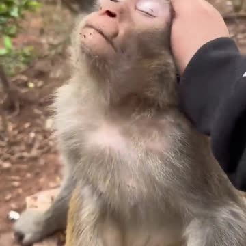 MONKEY SLEEPING DURING MASSAGE.
