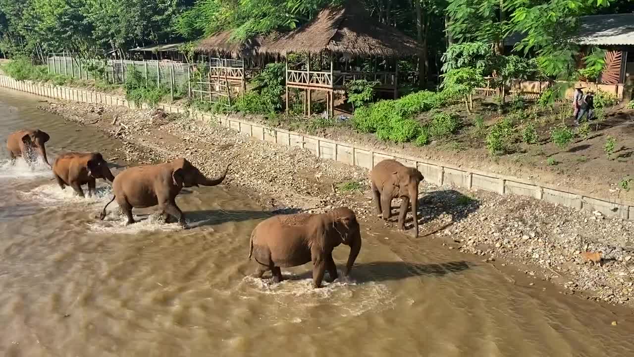 Daily river walk with Kham La and her pack at Elephant Nature Park