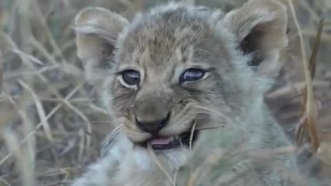 Leo Animals Animals of the world