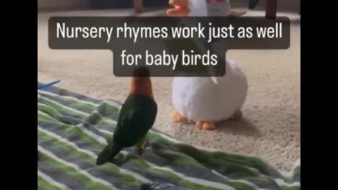 These birds are so interesting