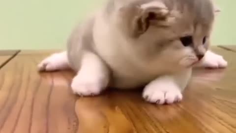 Cute Kitten Playing With Yarn