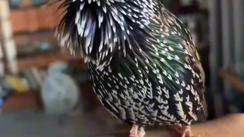 How to get rid of the dog u to use it