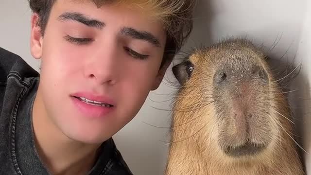 capybara drama (2)