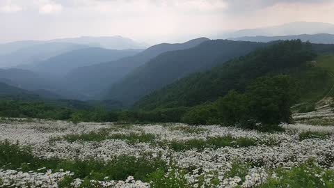 Beautiful flower garden deep in the mountains