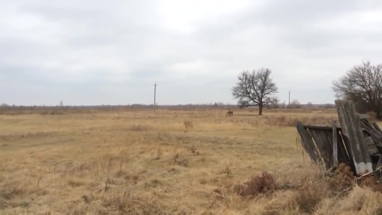 Przewalski's horse fell into a hole