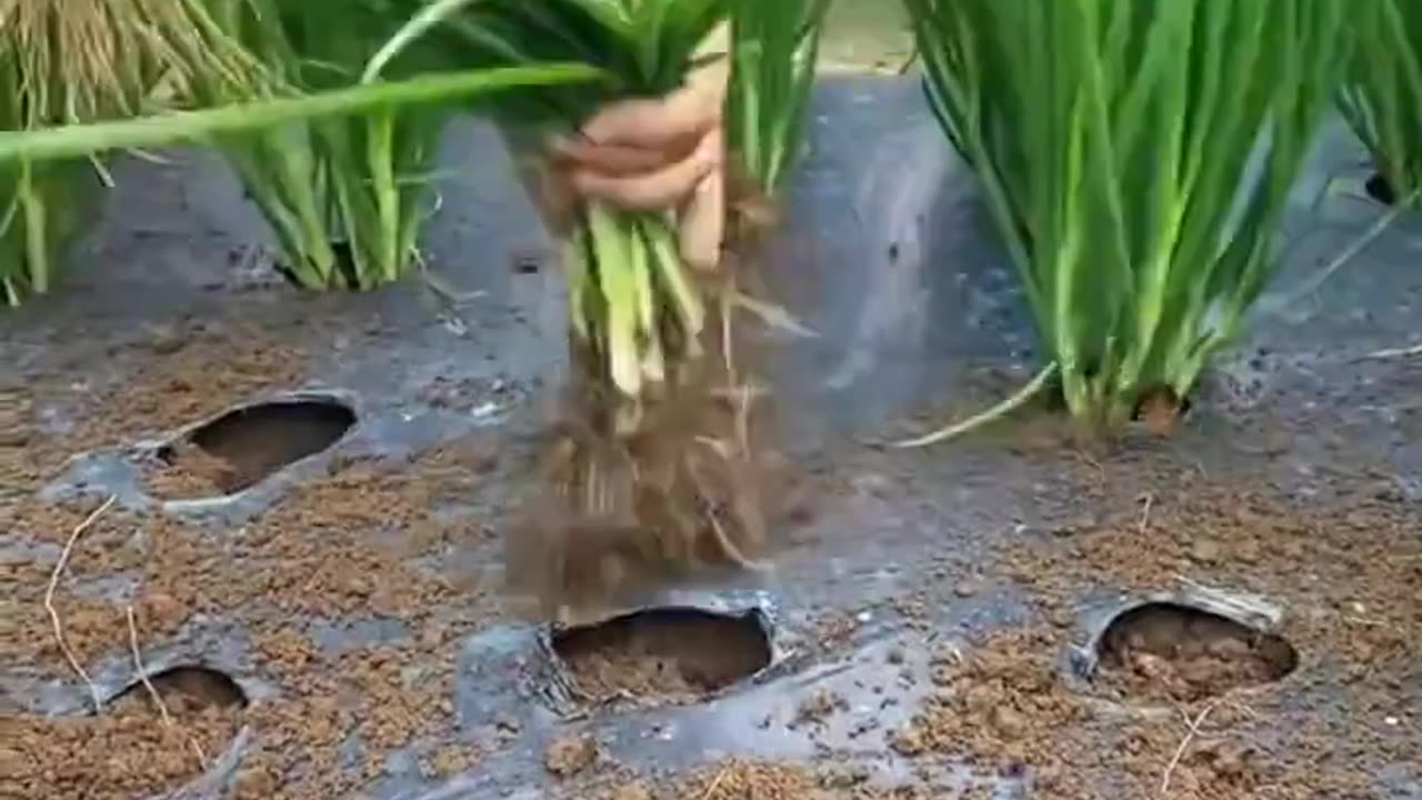 Beautiful Harvest On The Green Onions Farm 🔥