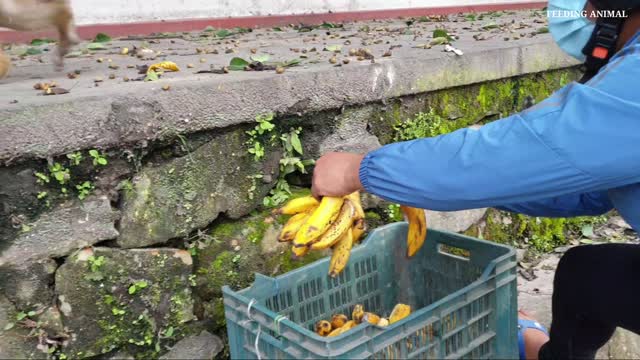 feeding 2 thousand piece banana for whole hungry monkey in city area | feeding banana mango & apple