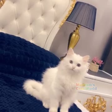 VERY CUTE AND BEAUTIFUL PERSIAN CAT