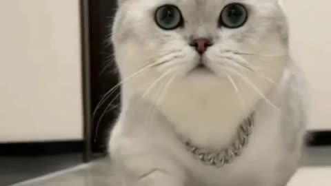 Cat Funny Video .Cat video.Animals Funny Video