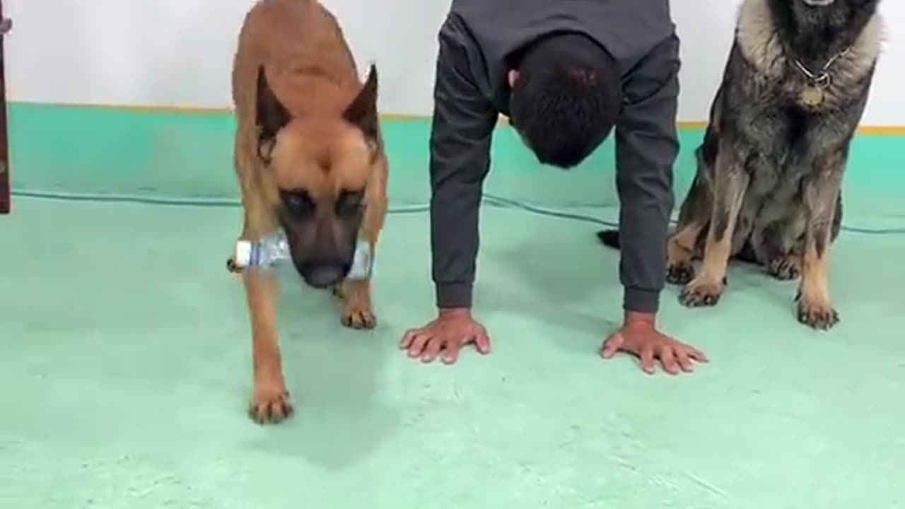 #dogstraining#mantraindogs#funnydogs#dogsvideo