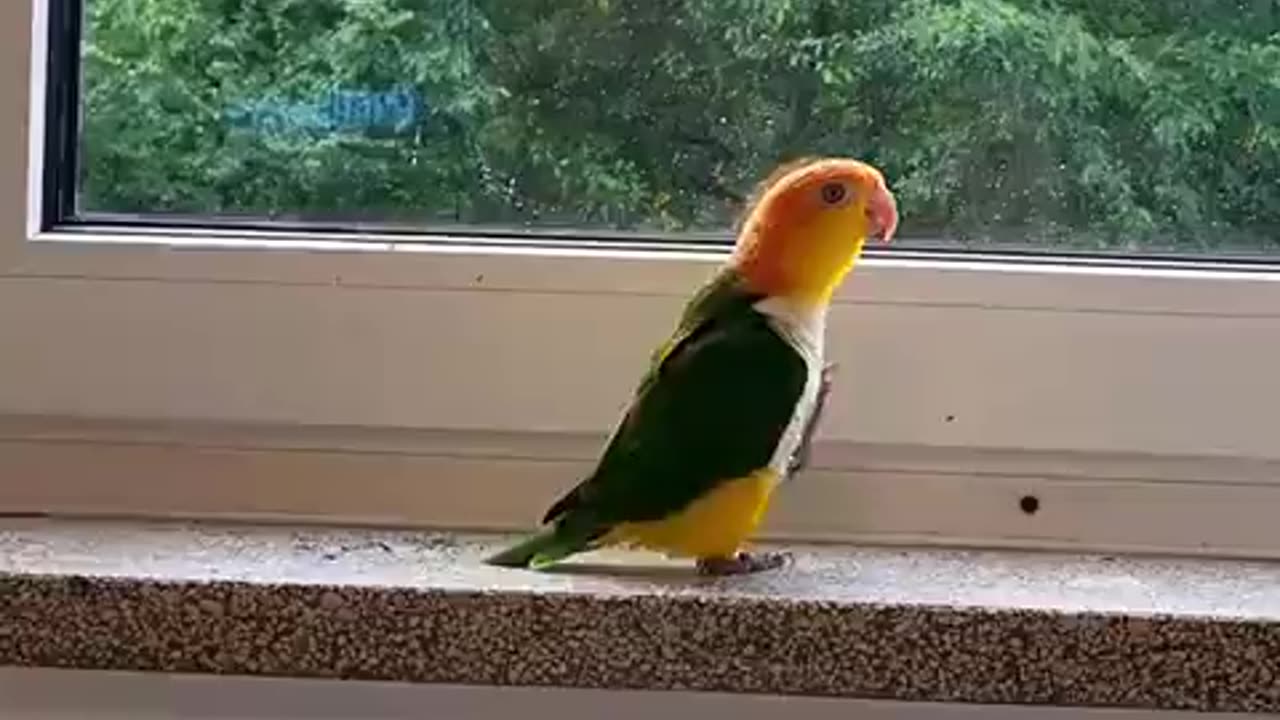 Bird Military Marches To Protect Home