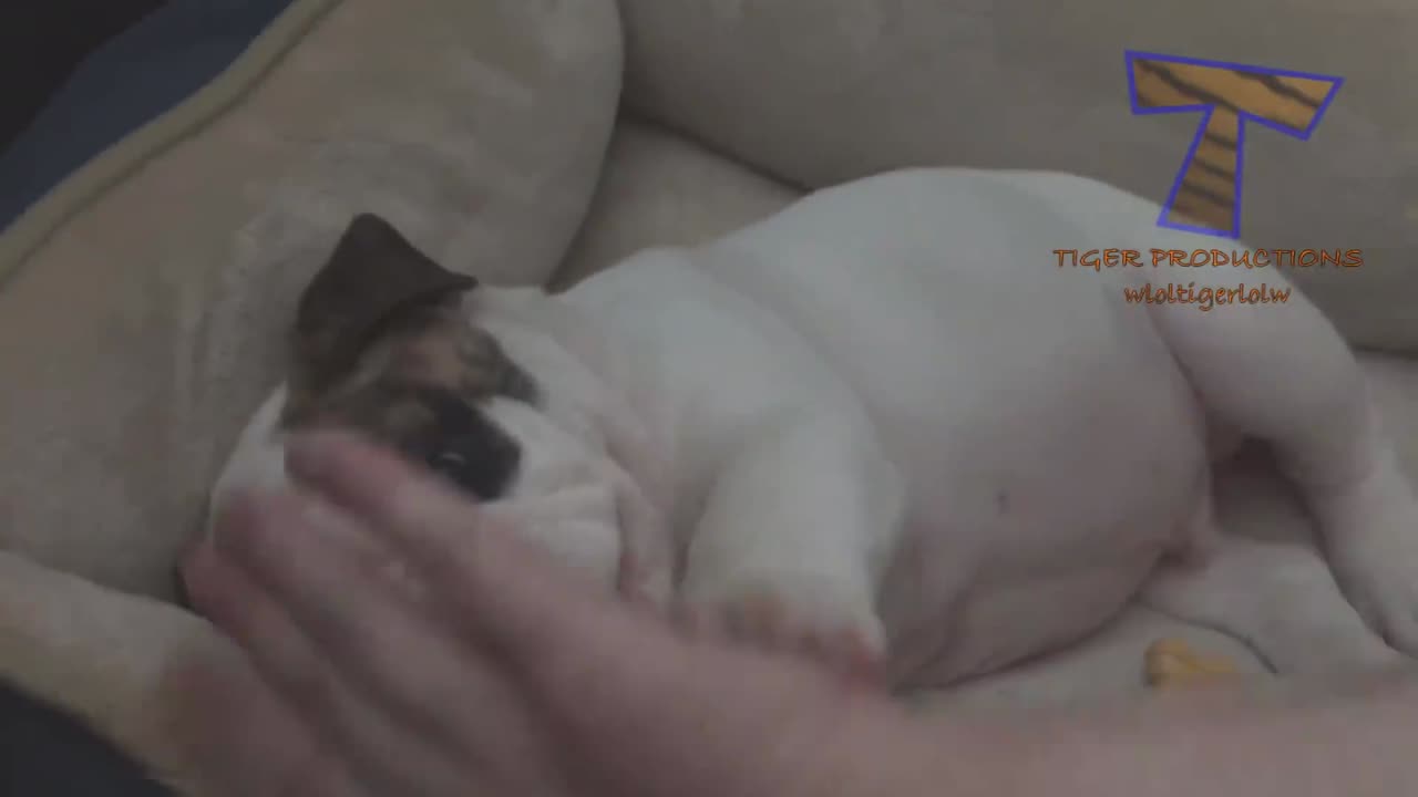 Cute and funny baby animals