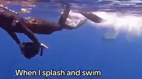 tigershark