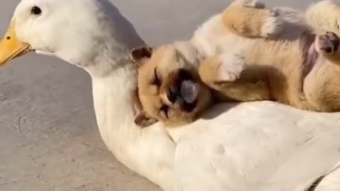 The Cutest Puppy-Duck Duo