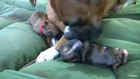 Stages of giving birth to dogs Watch the video