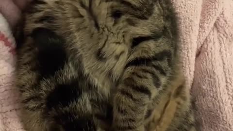#cat #cataoftiktok #kittens