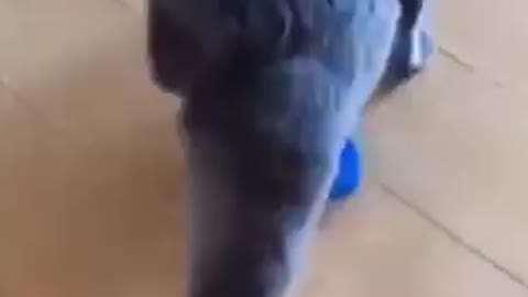 funny cat videos cute cat videos cute animals funny cats #shorts - play Short
