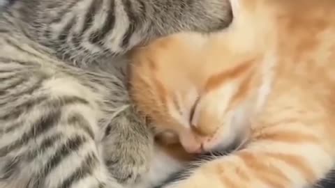 CATS SIBLINGS CUDDLES FUNNY VIDEO