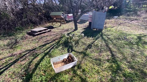 Checking on girls with last scraps from rescue.