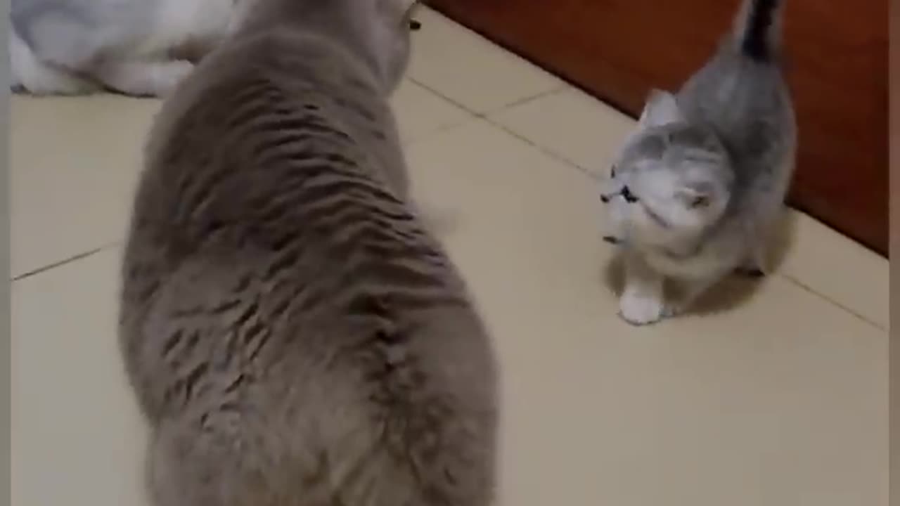 Funny cat fight 🤣🤣