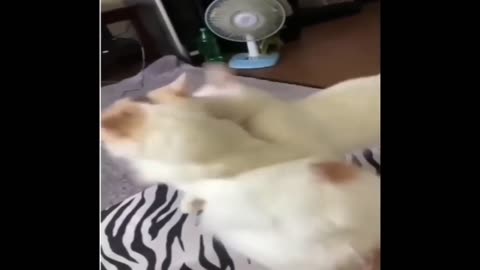 funny videos