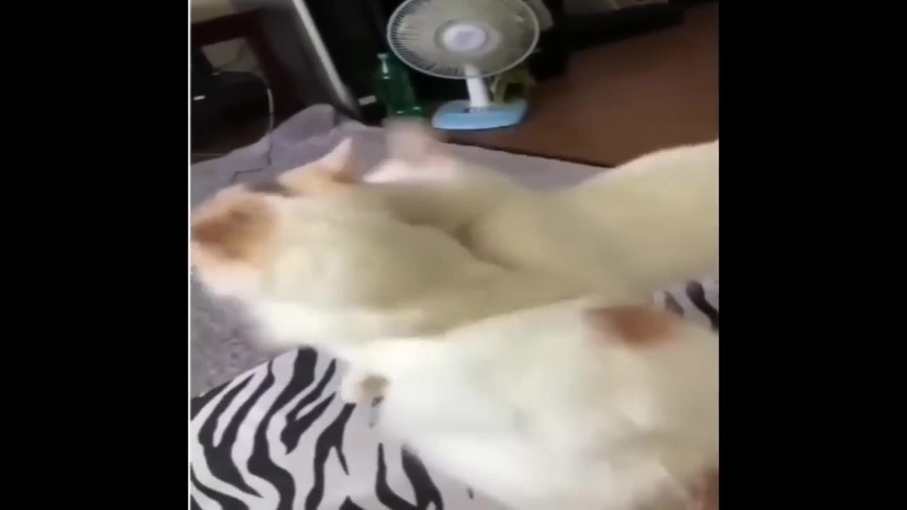 funny videos