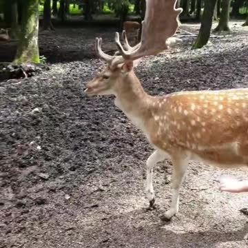 tame deer