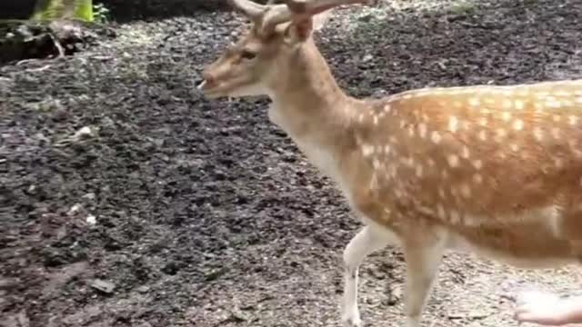 tame deer