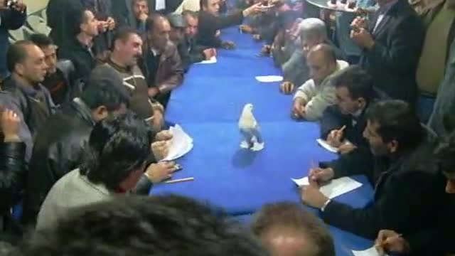 A Pigeon shown in the meeting hall